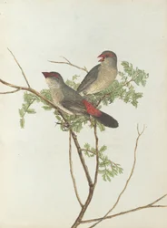 Common grossbeak from Birds of New South Wales with their natural history by John Lewin